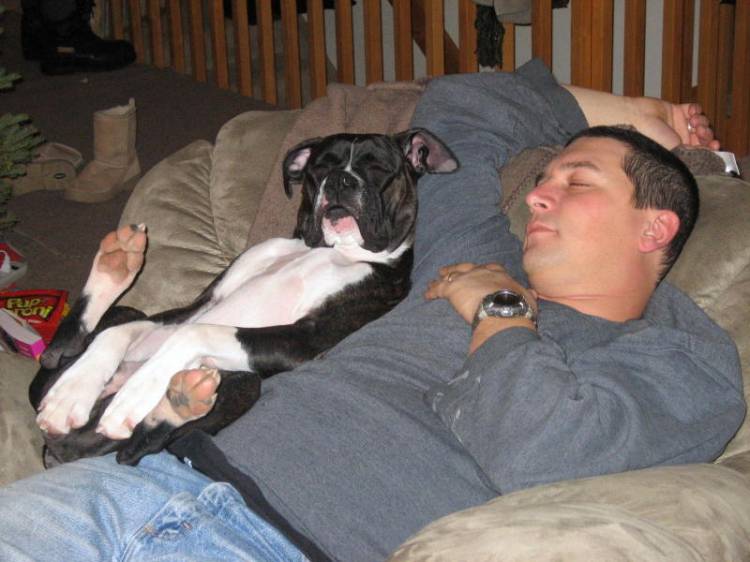 Boxers are comfort dogs