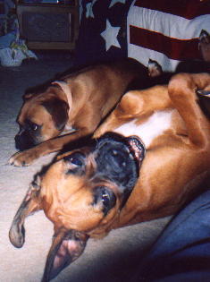 Boxers at Play