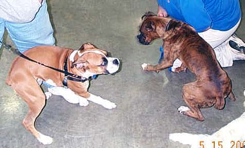 Boxers at Play