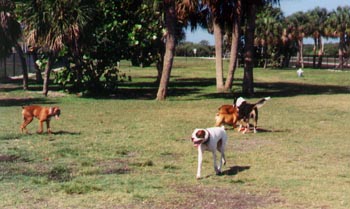 boxers having a chasing good time