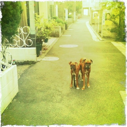 Boxers in Tokyo!