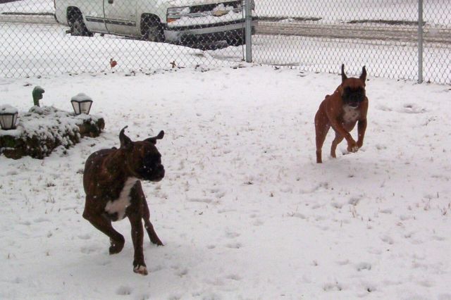 Boxer's on the run
