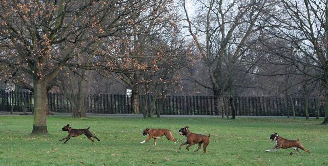 Boxers on the run