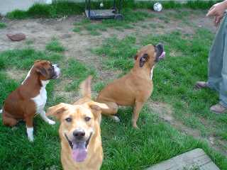 boxers vs. other dogs