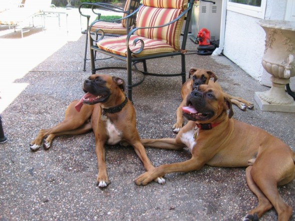 Boxers2
