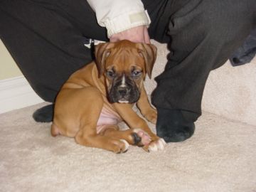 Boxers_026