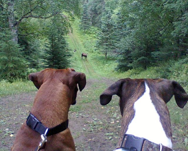 Boxers_cow_Moose_and_Calf08-16-11