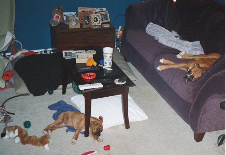 Boxerworld...a website, or our living room??