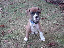 Boxerworld