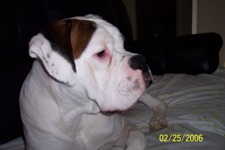 boxerworld