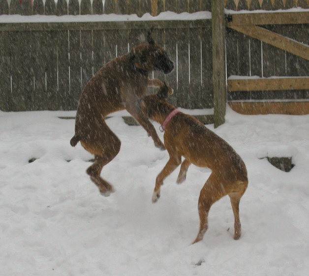 Boxing in the snow