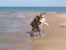 Boxing on the Beach