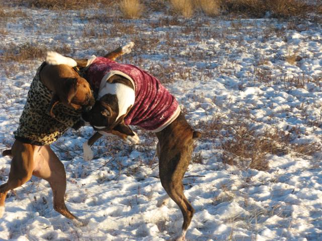 Boxing_and_cheek_chewing_S_
