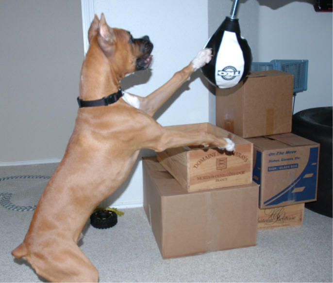 boxingboxer