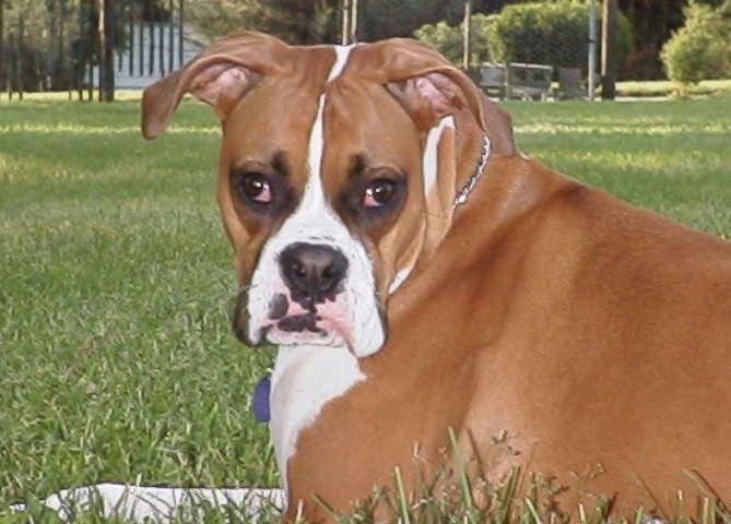 Boxy!