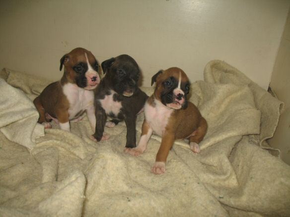 Boys of the Litter - 1