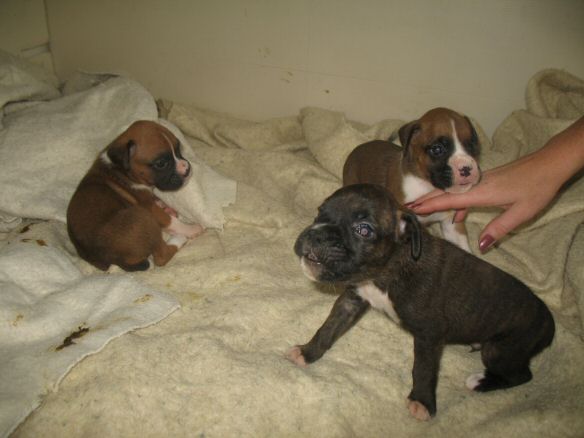 Boys of the Litter - 2