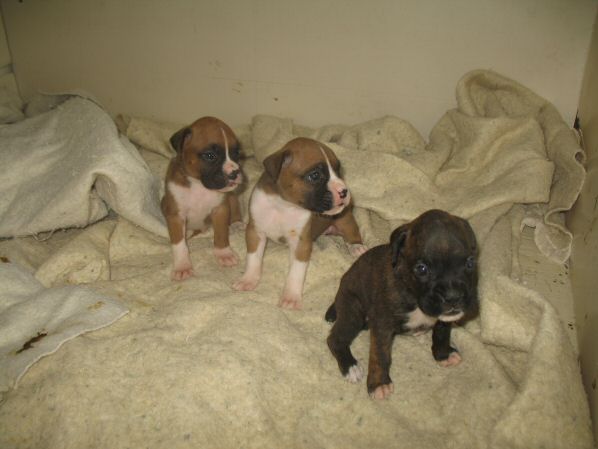 Boys of the Litter - 3