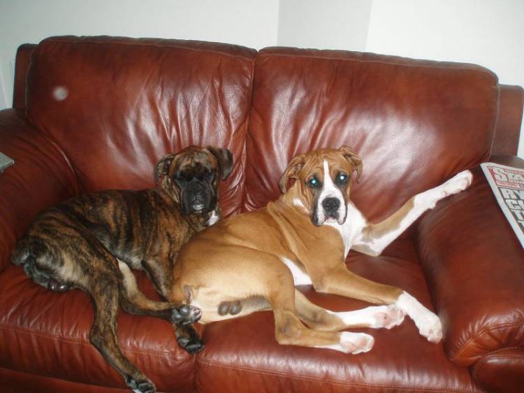 Boys taken over the sitting room!