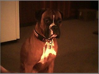 bradie at 1 1/2 yrs (lil stud)