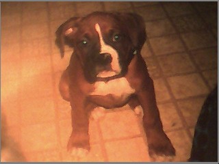 Bradie at 10 wks