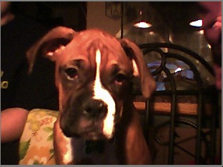 Bradie
