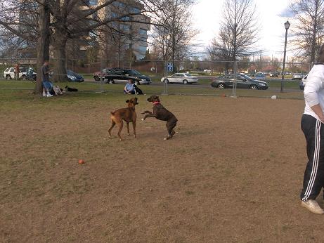 Bradlee and Remy playing