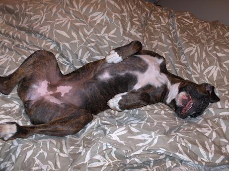 Bradlee sleeping