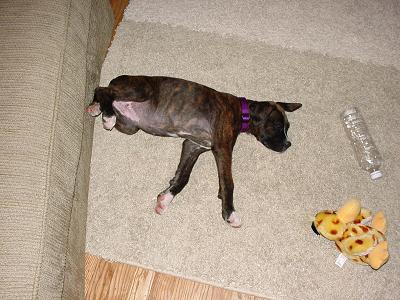 Bradlee's Puppy Pictures