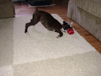 Bradlee's Puppy Pictures