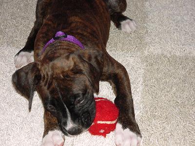 Bradlee's Puppy Pictures
