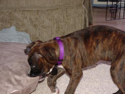Bradlee's Puppy Pictures