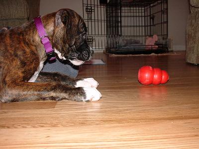 Bradlee's Puppy Pictures