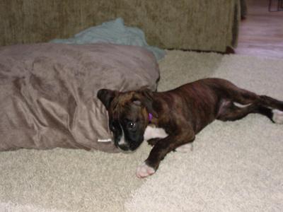 Bradlee's Puppy Pictures