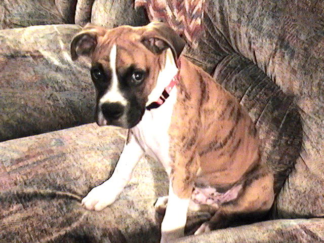 Brady at 3 months