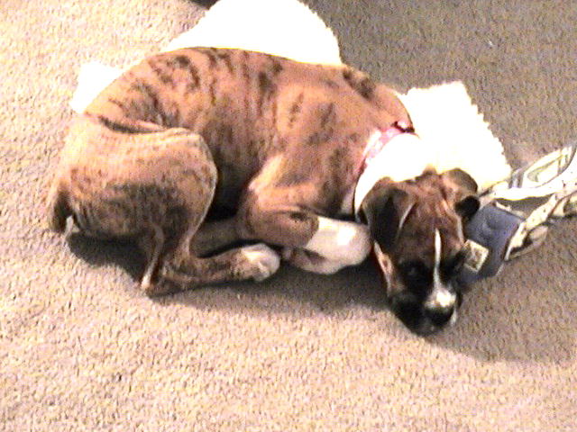 Brady just chillin