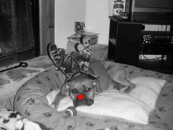 Brady wants to be Rudolph!