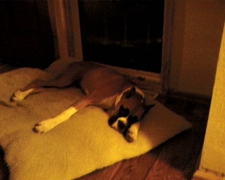 Brand the watch dog