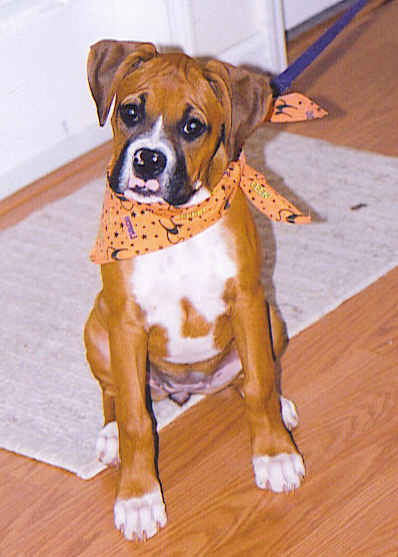 Brandi at 14 wks