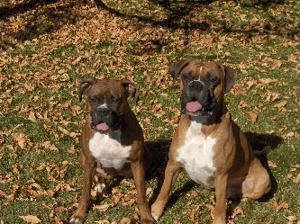Brandi & Koda