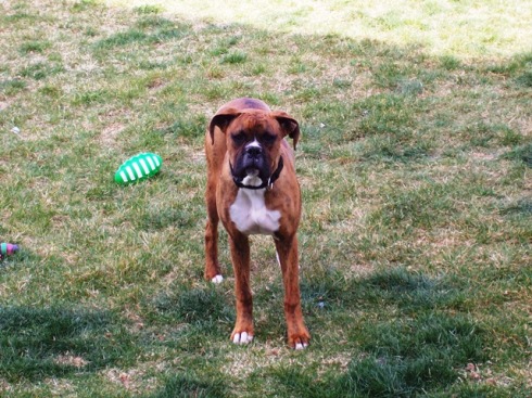 Brandi - our rescue!