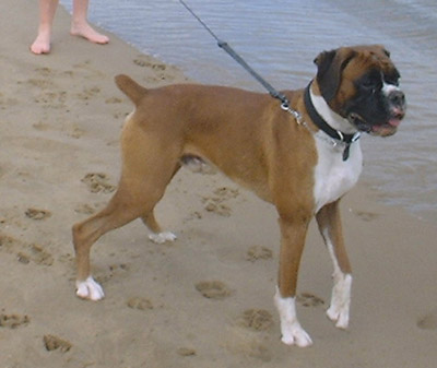 Brando at the beach pic 2