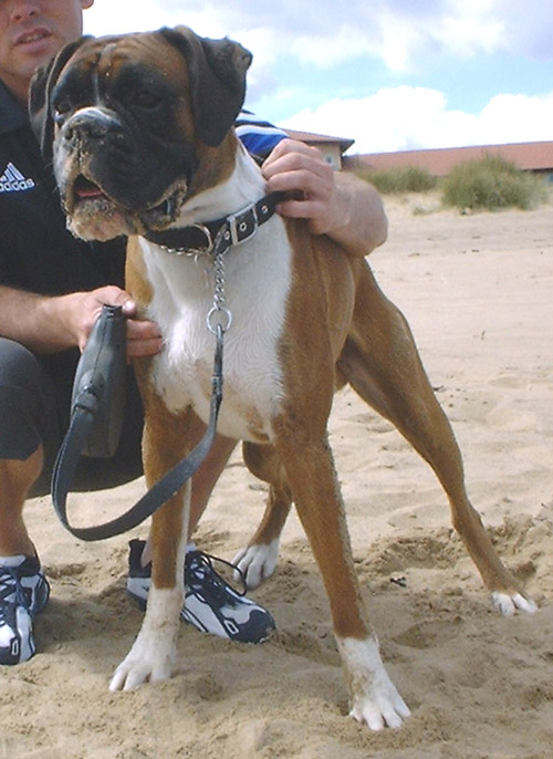 Brando at the Beach pic1