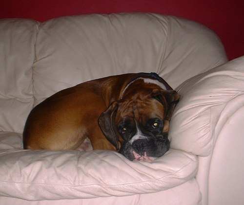 Brando pic 1