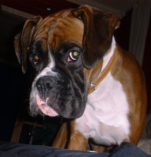 Brando pic 2