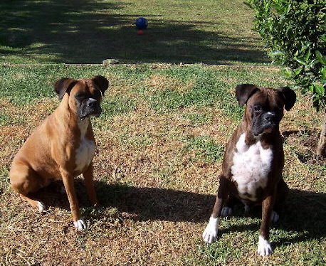 brandy 3yrs 8mths & tigger 2yrs 5mths
