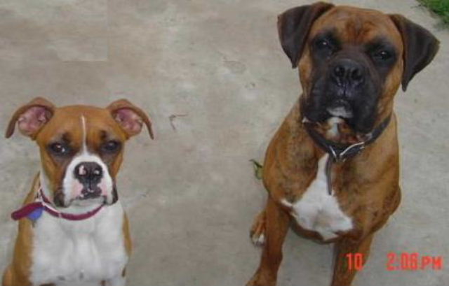 Brandy and Buddy's parents