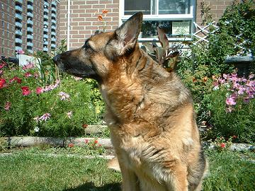 Brandy in the garden