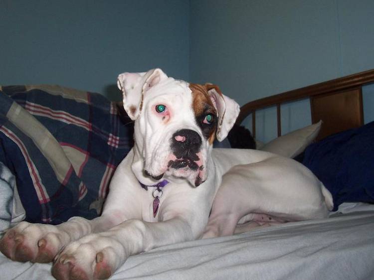 Brandy on the Bed