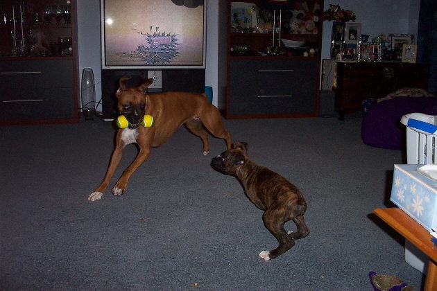 brandy & tigger